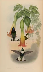 Bourciera torquata